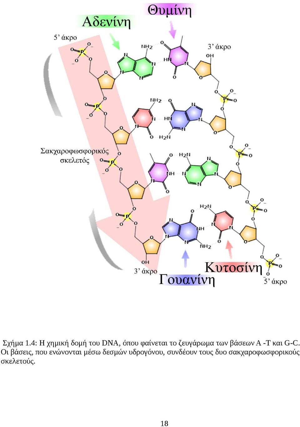 ζευγάρωμα των βάσεων Α -Τ και G-C.