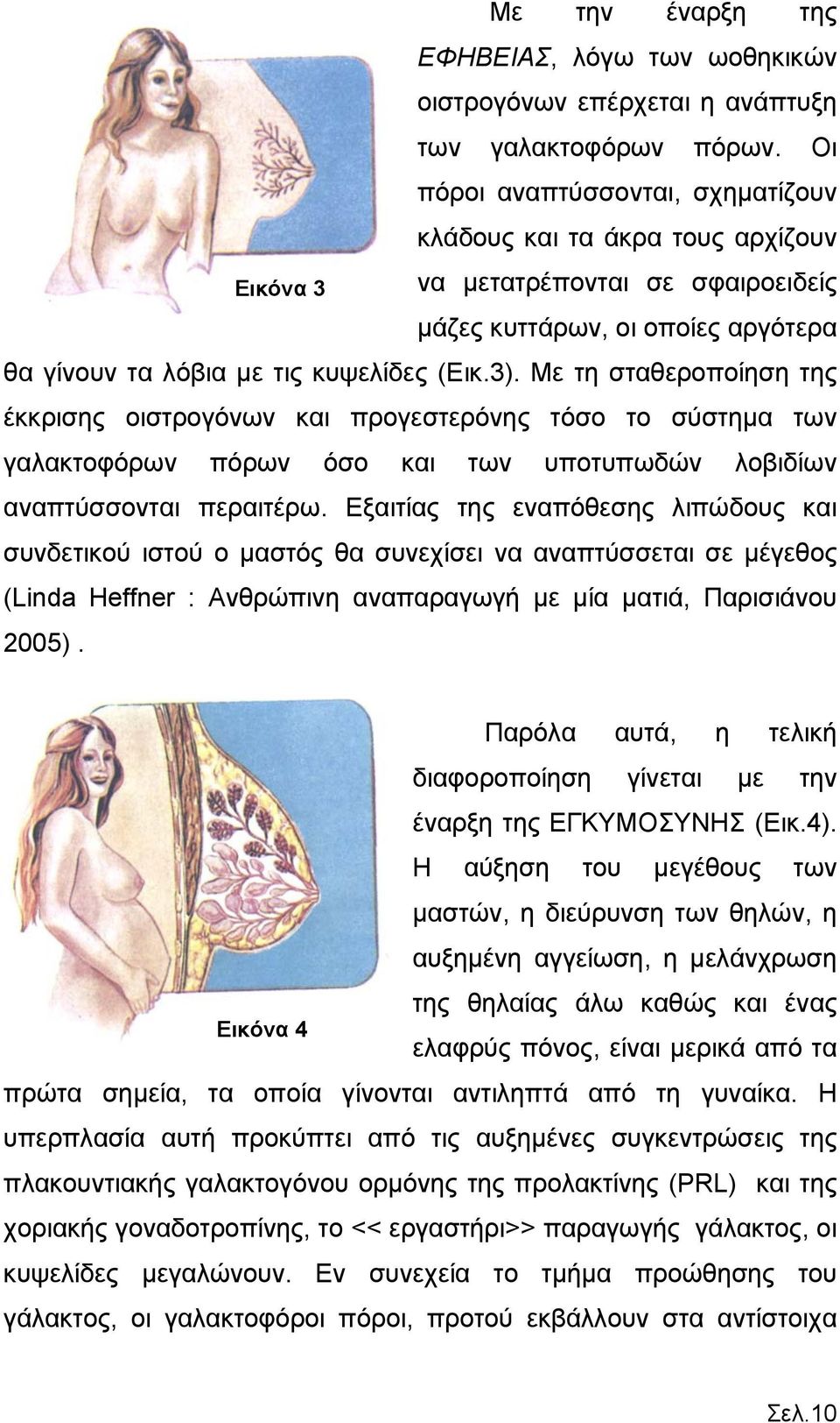 Με τη σταθεροποίηση της έκκρισης οιστρογόνων και προγεστερόνης τόσο το σύστημα των γαλακτοφόρων πόρων όσο και των υποτυπωδών λοβιδίων αναπτύσσονται περαιτέρω.