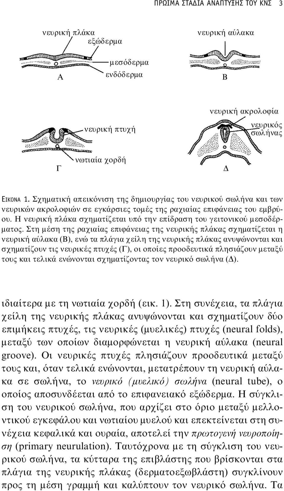 Η νευρική πλάκα σχηματίζεται υπό την επίδραση του γειτονικού μεσοδέρματος.