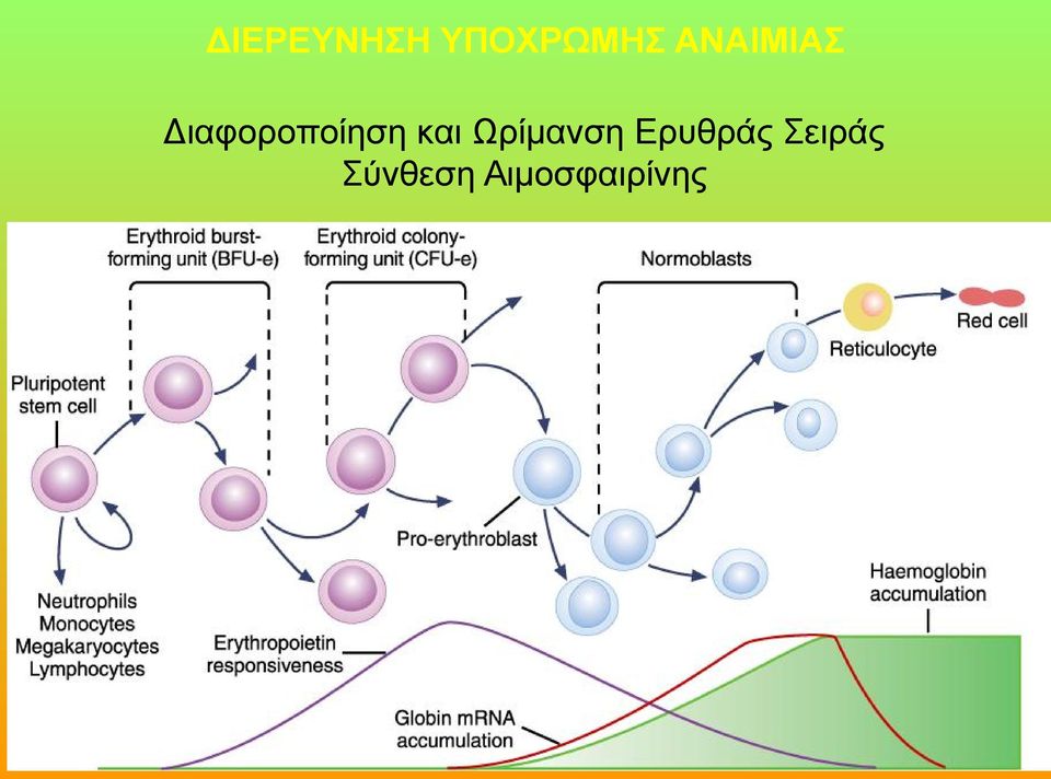 και Ωρίμανση Ερυθράς