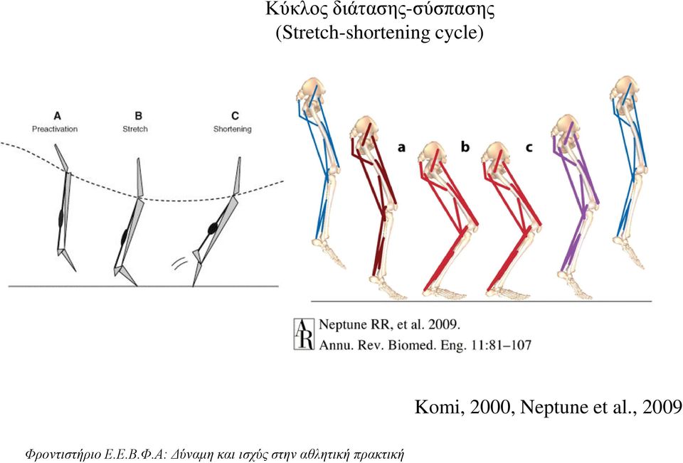 (Stretch-shortening