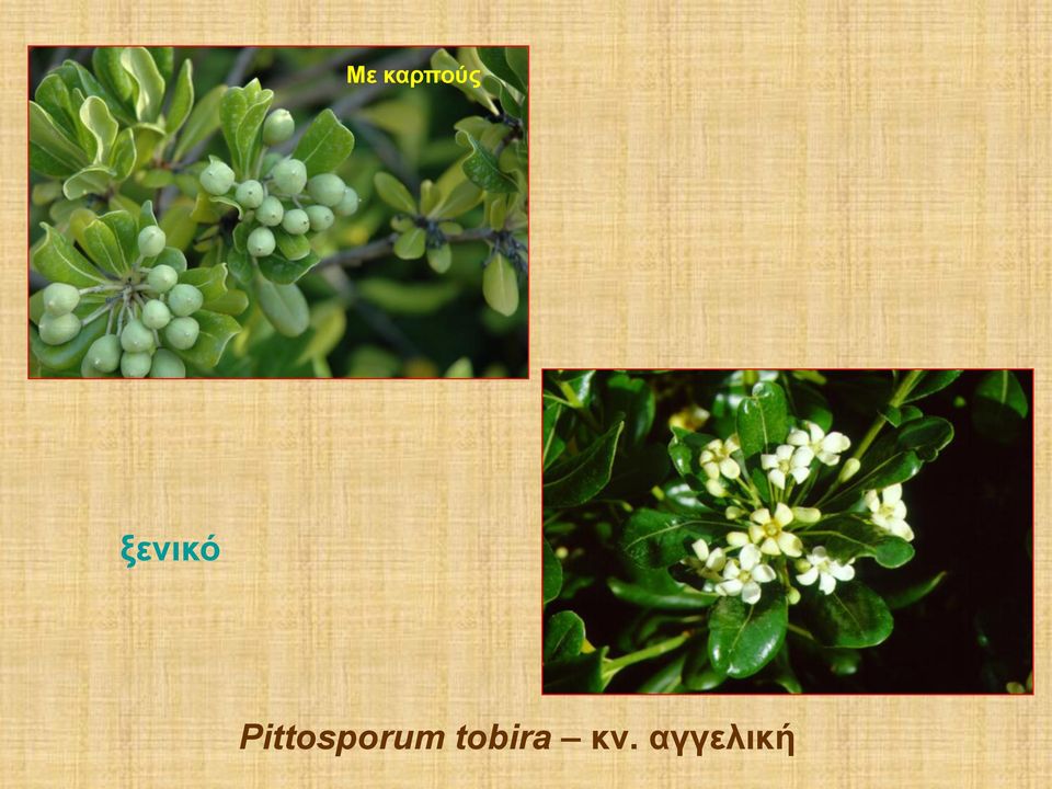 Pittosporum