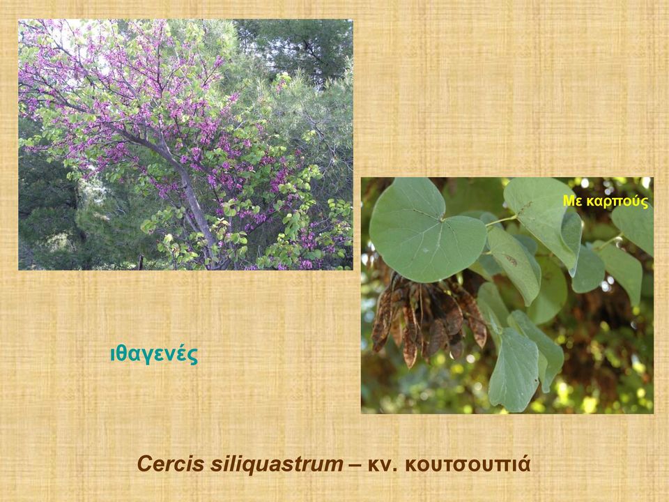 Cercis