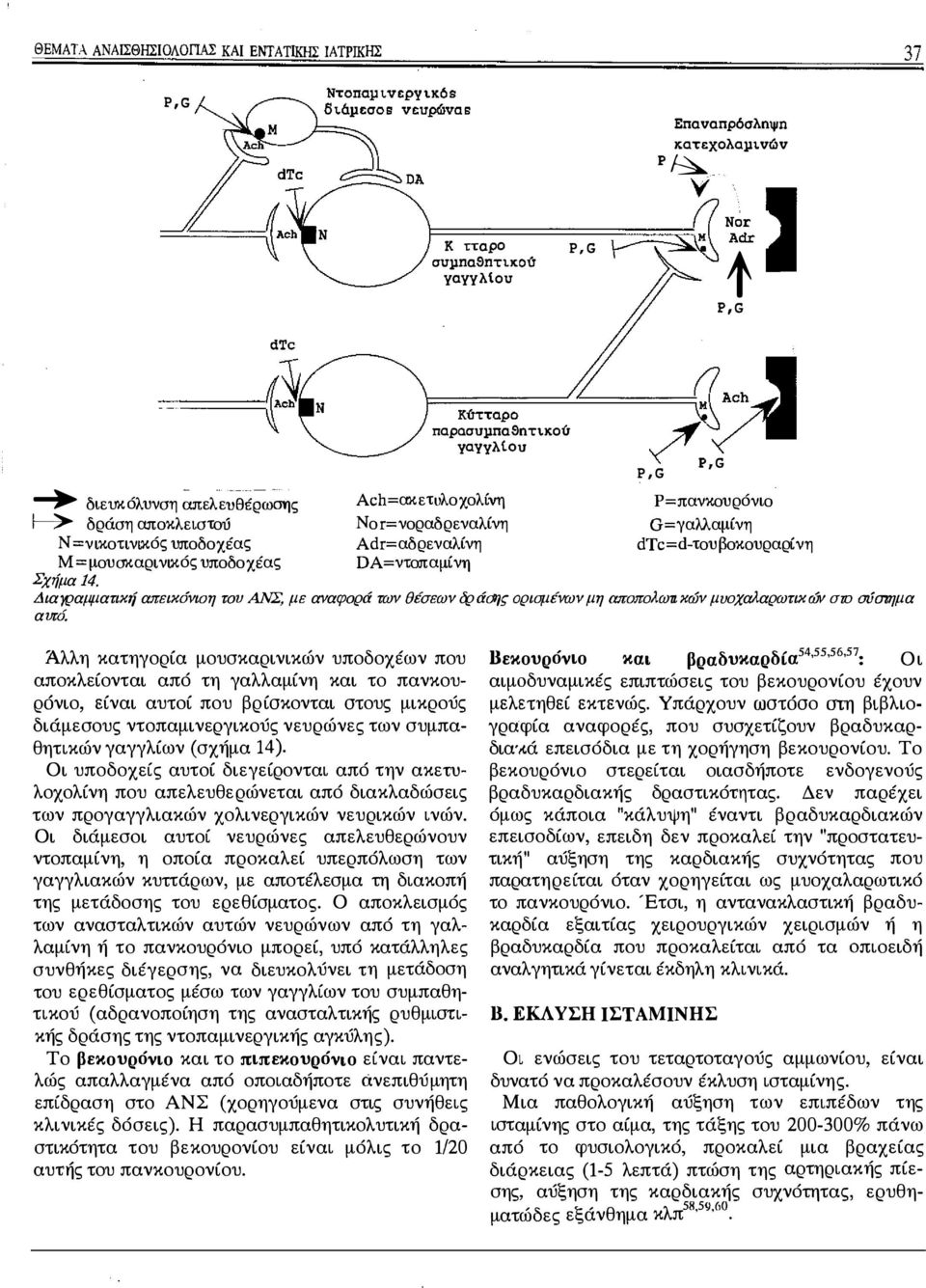 γ =V ch Κύτταρο πaρασυμπαsητιχού / yayyλtoυ Αch=ακετυλοχολίνη Νοr=νοραδρεναλίνη Αdr=αδρεναλίνη DΑ=ντοπαμίνη P,G Ρ ' G Nor ' A dr 11 t P,G Ρ= πανκουρόνιο G=γαλλαμίνη dτc=d-τουβοκουραρίνη Σχήμα 14.