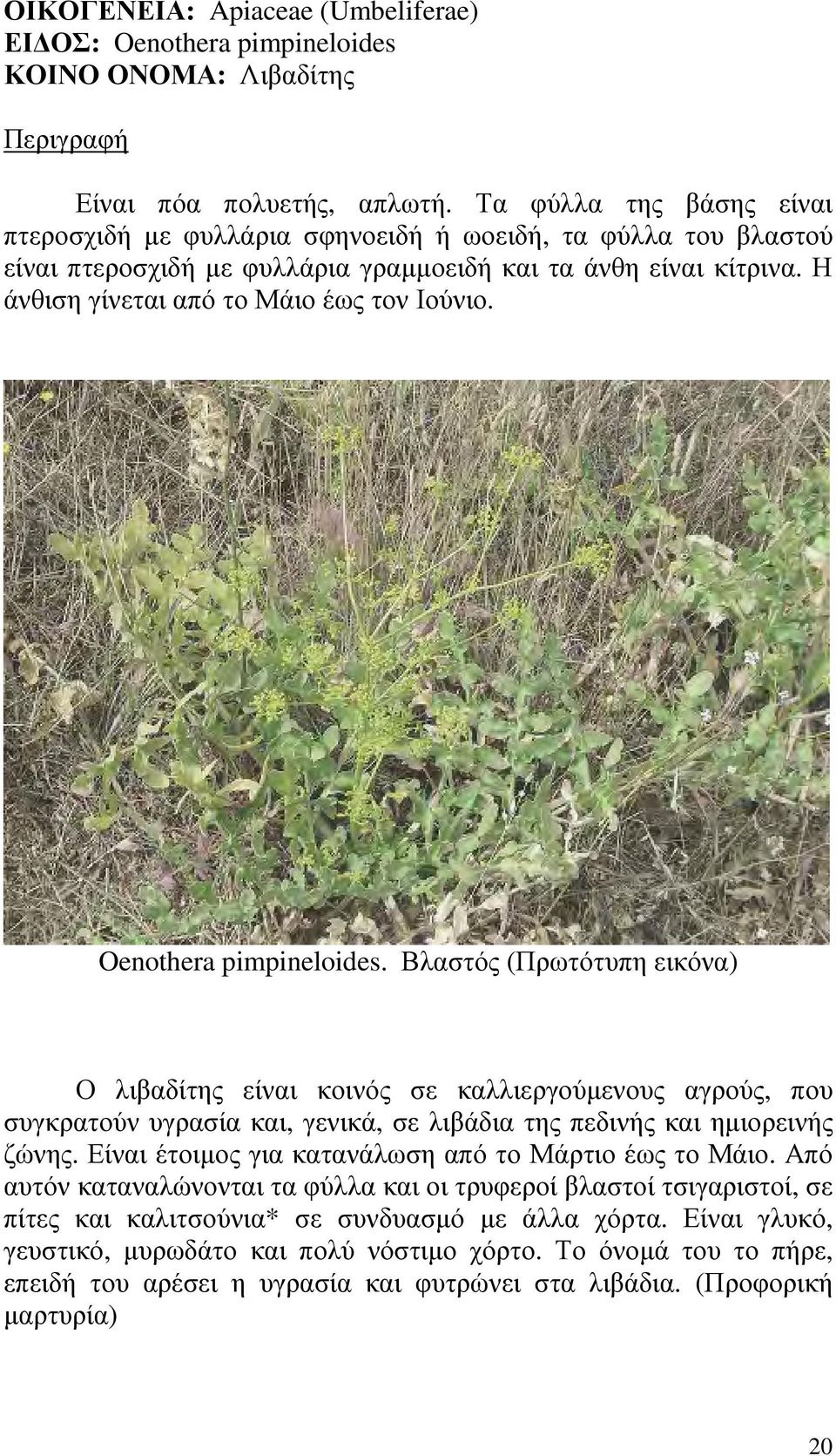 Oenothera pimpineloides. Βλαστός (Πρωτότυπη εικόνα) Ο λιβαδίτης είναι κοινός σε καλλιεργούµενους αγρούς, που συγκρατούν υγρασία και, γενικά, σε λιβάδια της πεδινής και ηµιορεινής ζώνης.