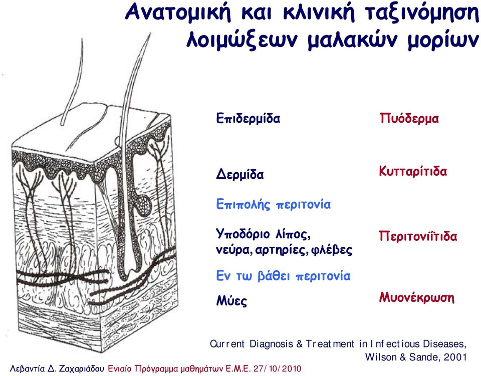 νεύρα,αρτηρίες,φλέβες Εν τω βάθει περιτονία Μύες Περιτονιΐτιδα