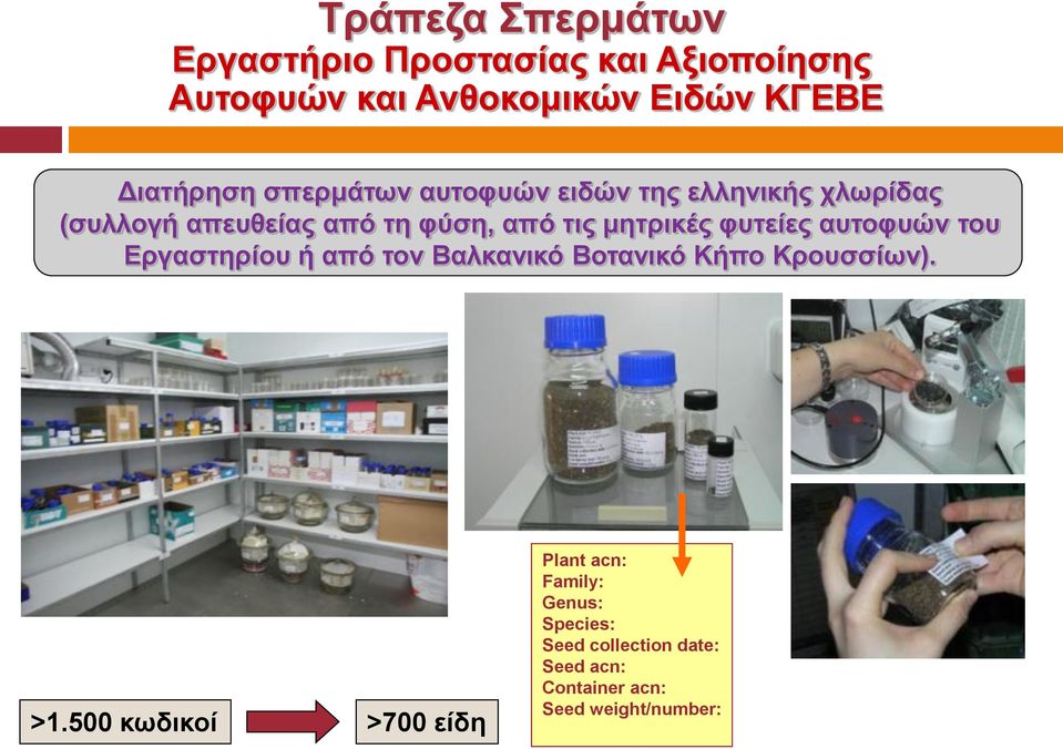 μητρικές φυτείες αυτοφυών του Εργαστηρίου ή από τον Βαλκανικό Βοτανικό Κήπο Κρουσσίων). >1.