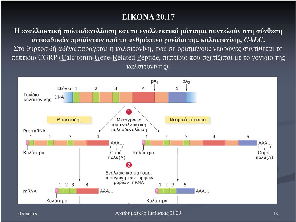 ιστοειδικών προϊόντων από το ανθρώπινο γονίδιο της καλσιτονίνης CALC.