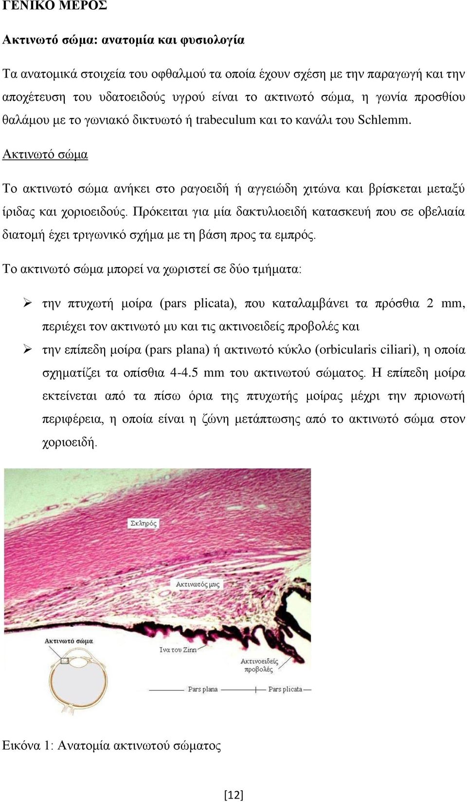 Πρόκειται για μία δακτυλιοειδή κατασκευή που σε οβελιαία διατομή έχει τριγωνικό σχήμα με τη βάση προς τα εμπρός.