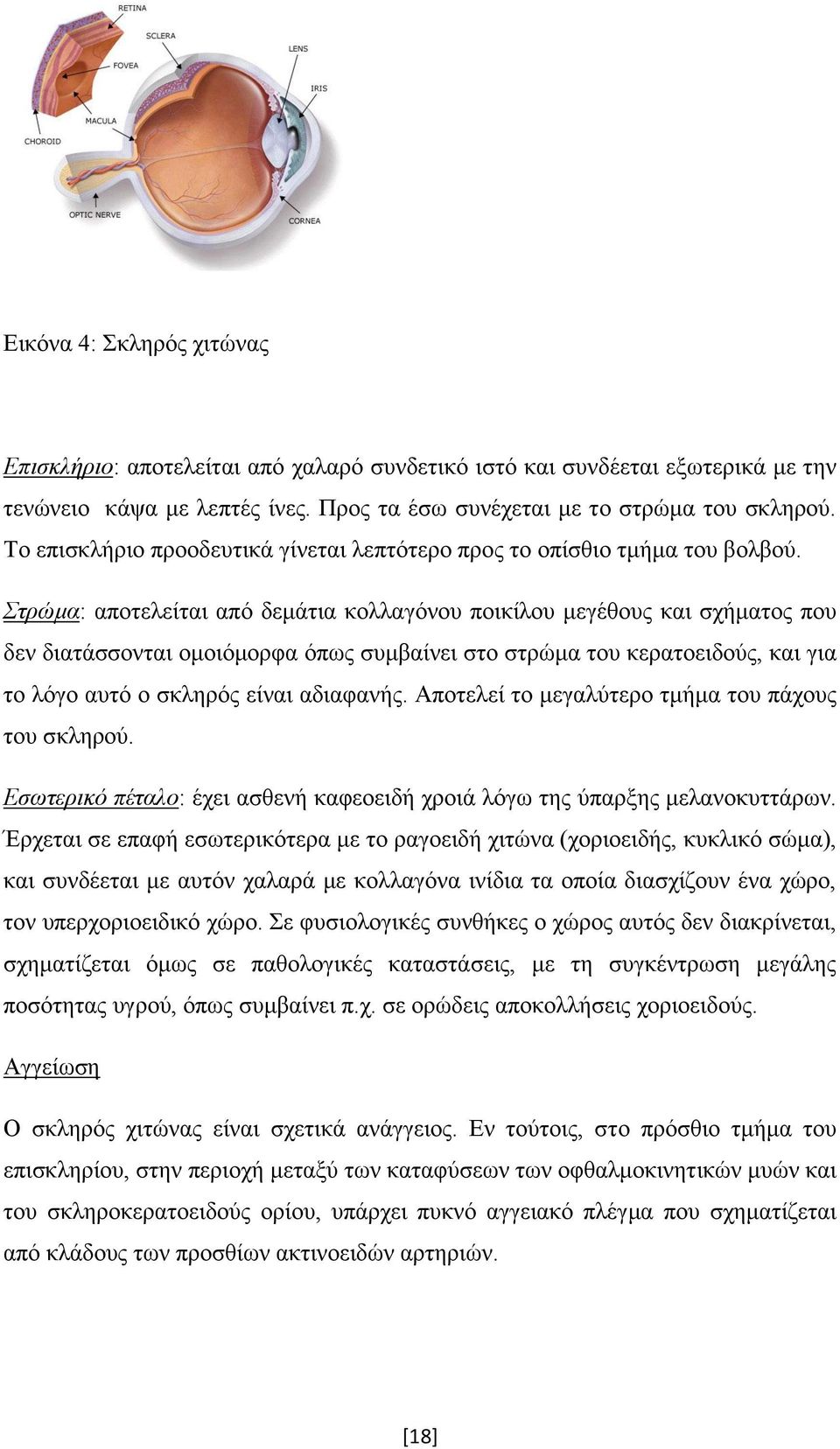 Στρώμα: αποτελείται από δεμάτια κολλαγόνου ποικίλου μεγέθους και σχήματος που δεν διατάσσονται ομοιόμορφα όπως συμβαίνει στο στρώμα του κερατοειδούς, και για το λόγο αυτό ο σκληρός είναι αδιαφανής.