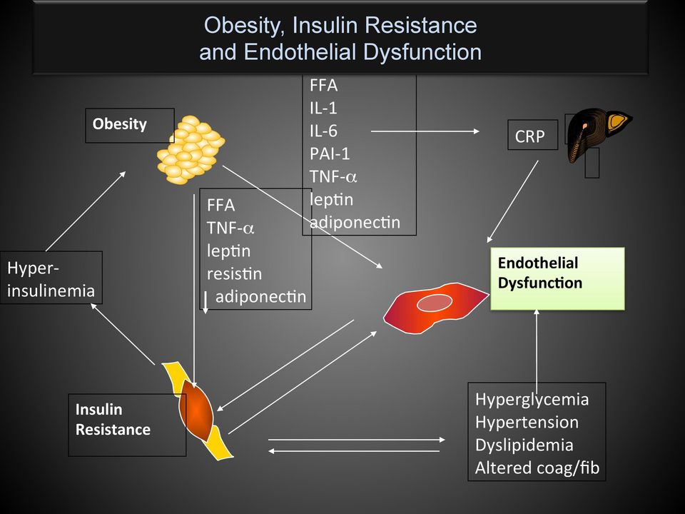 TNF- α adiponecwn lepwn resiswn adiponecwn CRP Endothelial