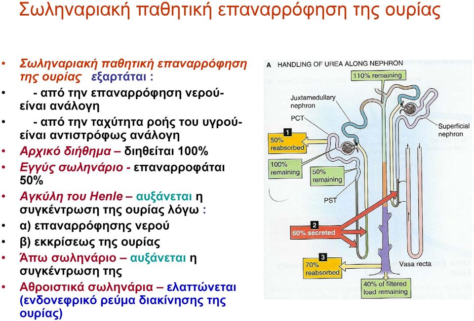 σωληνάριο - επαναρροφάται 50% Αγκύλη του Henle αυξάνεται η συγκέντρωση της ουρίας λόγω : α) επαναρρόφησης νερού β)