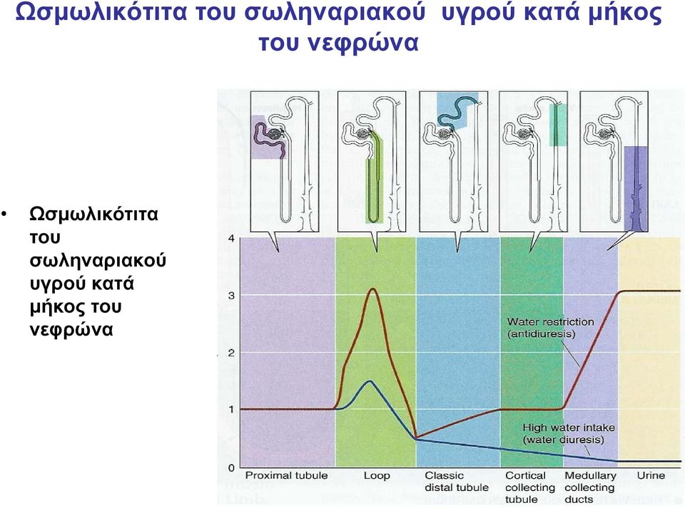 υγρού κατά μήκος του νεφρώνα