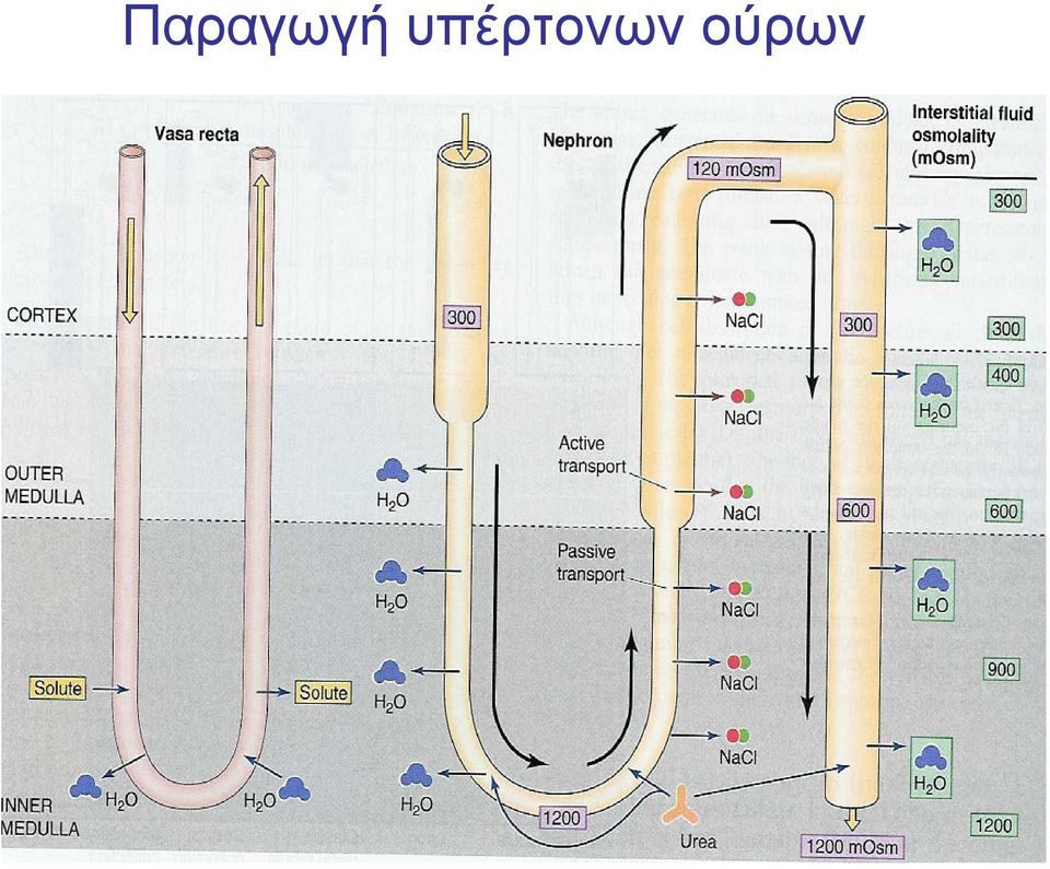 ούρων