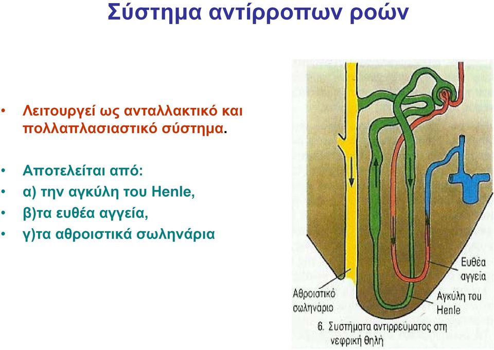 Αποτελείται από: α) την αγκύλη του Henle,