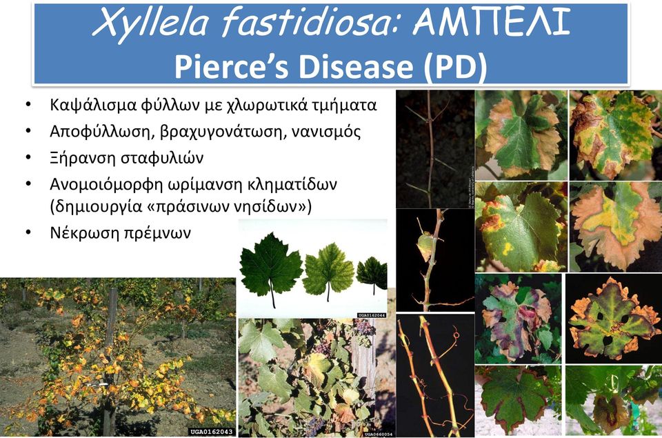 βραχυγονάτωση, νανισμός Ξήρανση σταφυλιών Ανομοιόμορφη