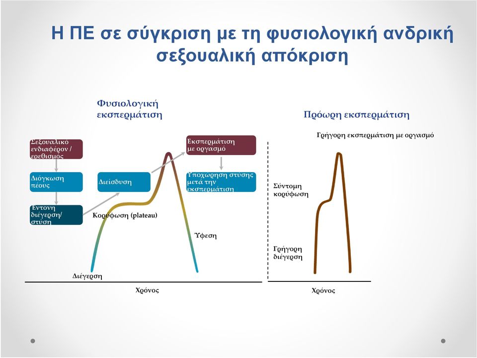 εκσπερμάτιση με οργασμό Διόγκωση πέους Διείσδυση Υποχώρηση στύσης μετά την εκσπερμάτιση