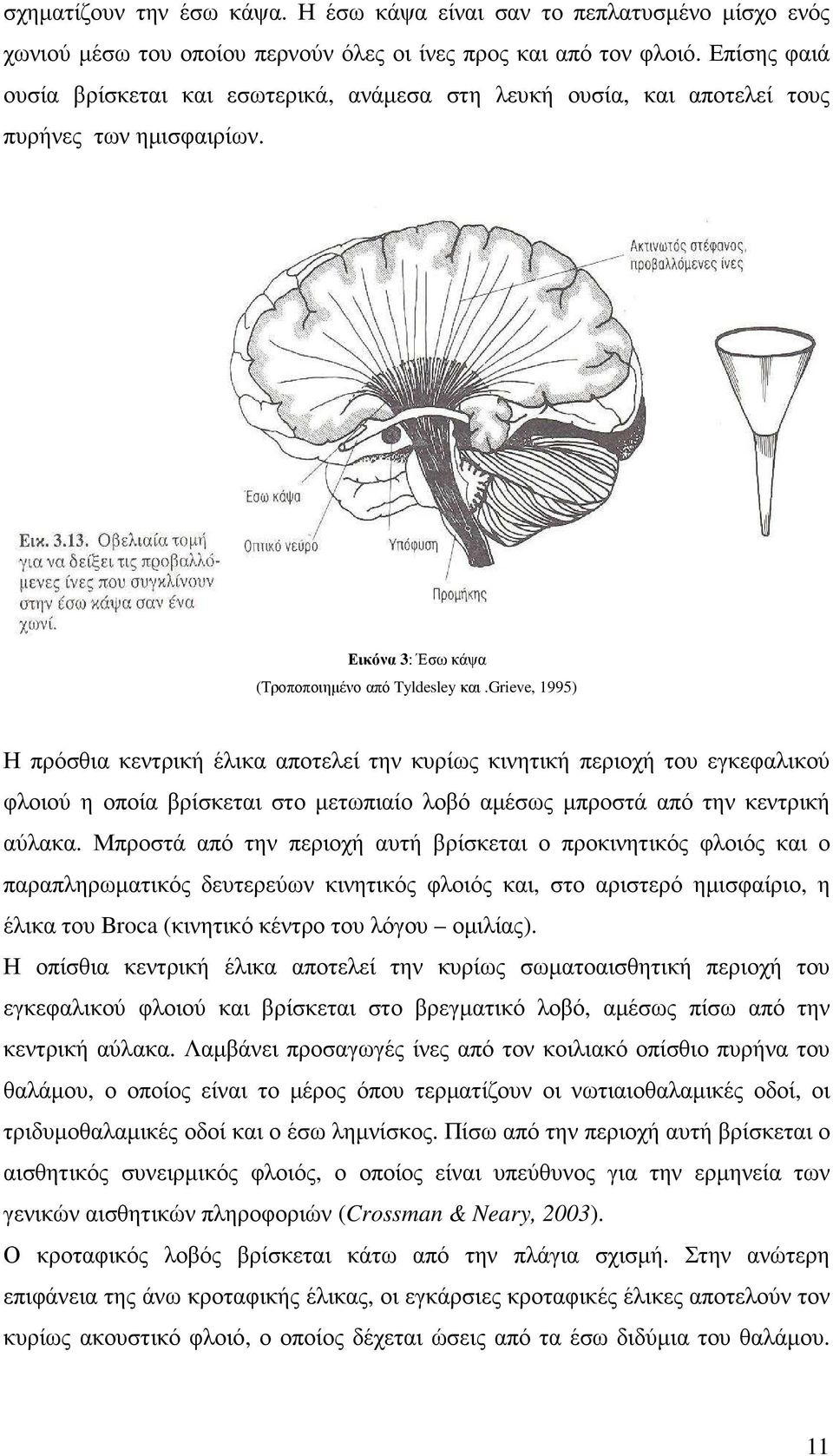 grieve, 1995) Η πρόσθια κεντρική έλικα αποτελεί την κυρίως κινητική περιοχή του εγκεφαλικού φλοιού η οποία βρίσκεται στο µετωπιαίο λοβό αµέσως µπροστά από την κεντρική αύλακα.