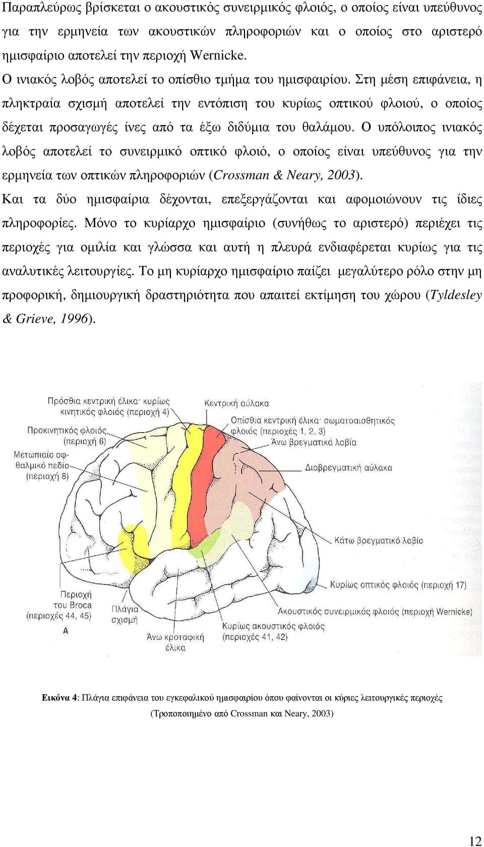 Στη µέση επιφάνεια, η πληκτραία σχισµή αποτελεί την εντόπιση του κυρίως οπτικού φλοιού, ο οποίος δέχεται προσαγωγές ίνες από τα έξω διδύµια του θαλάµου.