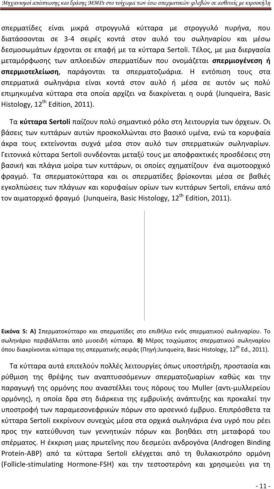 Η εντόπιση τους στα σπερματικά σωληνάρια είναι κοντά στον αυλό ή μέσα σε αυτόν ως πολύ επιμηκυμένα κύτταρα στα οποία αρχίζει να διακρίνεται η ουρά (Junqueira, Basic Histology, 12 th Edition, 2011).