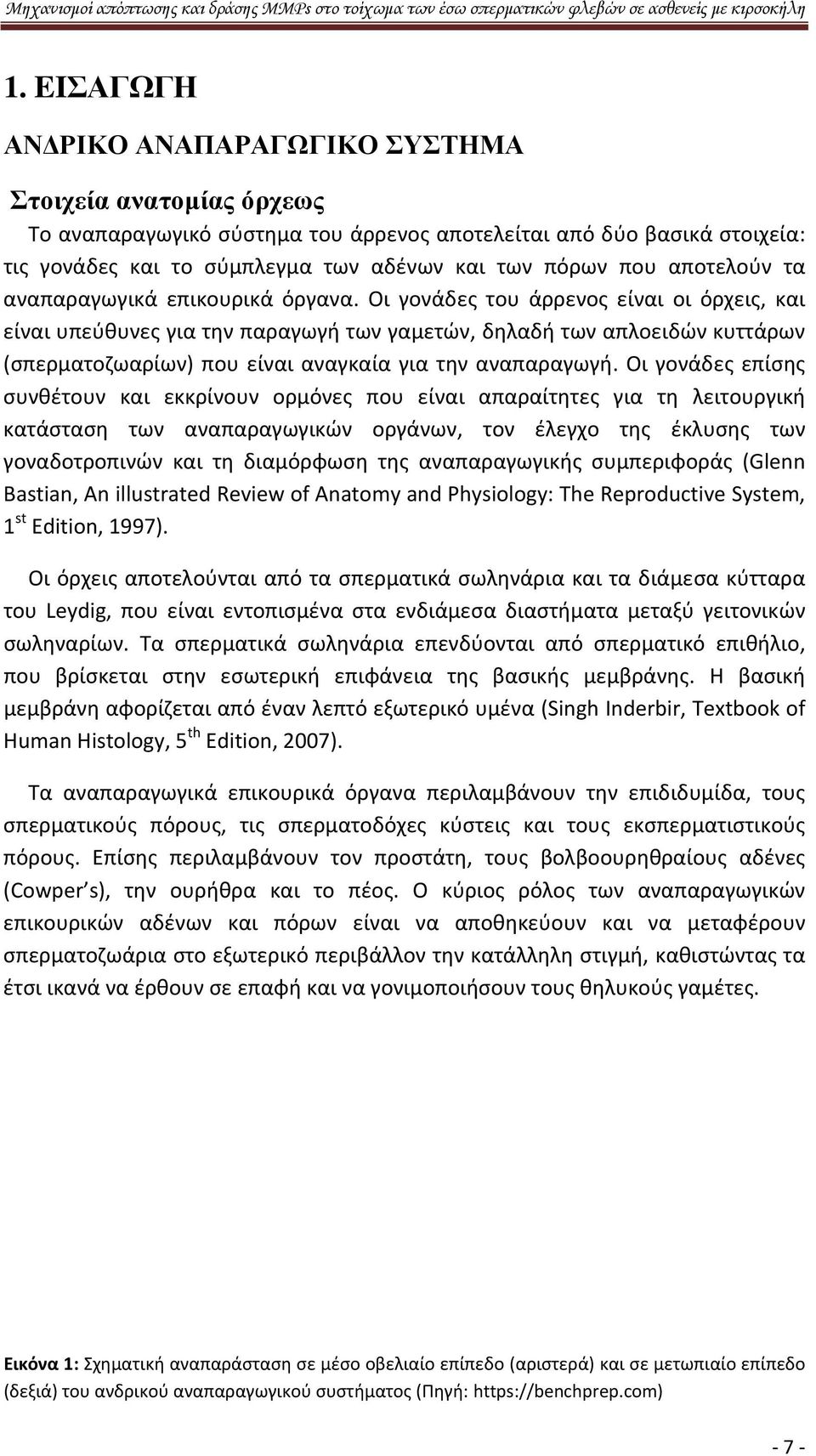 Οι γονάδες του άρρενος είναι οι όρχεις, και είναι υπεύθυνες για την παραγωγή των γαμετών, δηλαδή των απλοειδών κυττάρων (σπερματοζωαρίων) που είναι αναγκαία για την αναπαραγωγή.