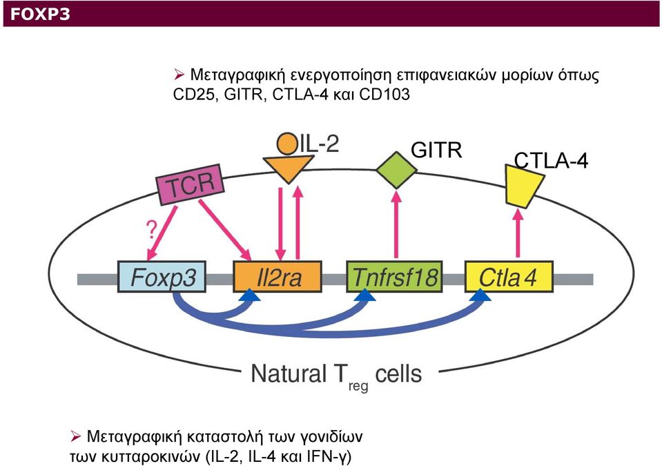 CTLA-4 και CD103 GITR CTLA-4 Μεταγραφική