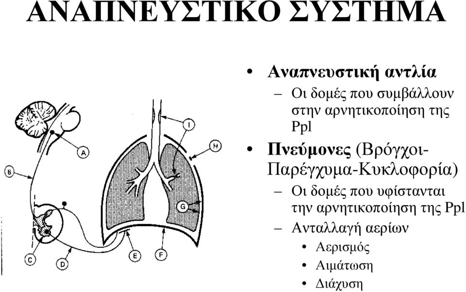 (Βρόγχοι- Παρέγχυμα-Κυκλοφορία) Οι δομές που υφίστανται