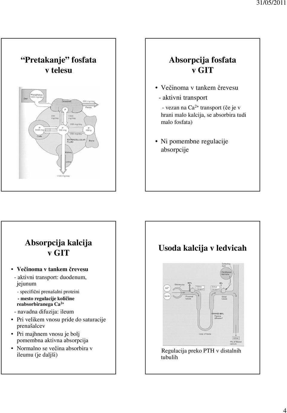 duodenum, jejunum - specifični prenašalni proteini - mesto regulacije količine reabsorbiranega Ca 2+ - navadna difuzija: ileum Pri velikem vnosu pride do