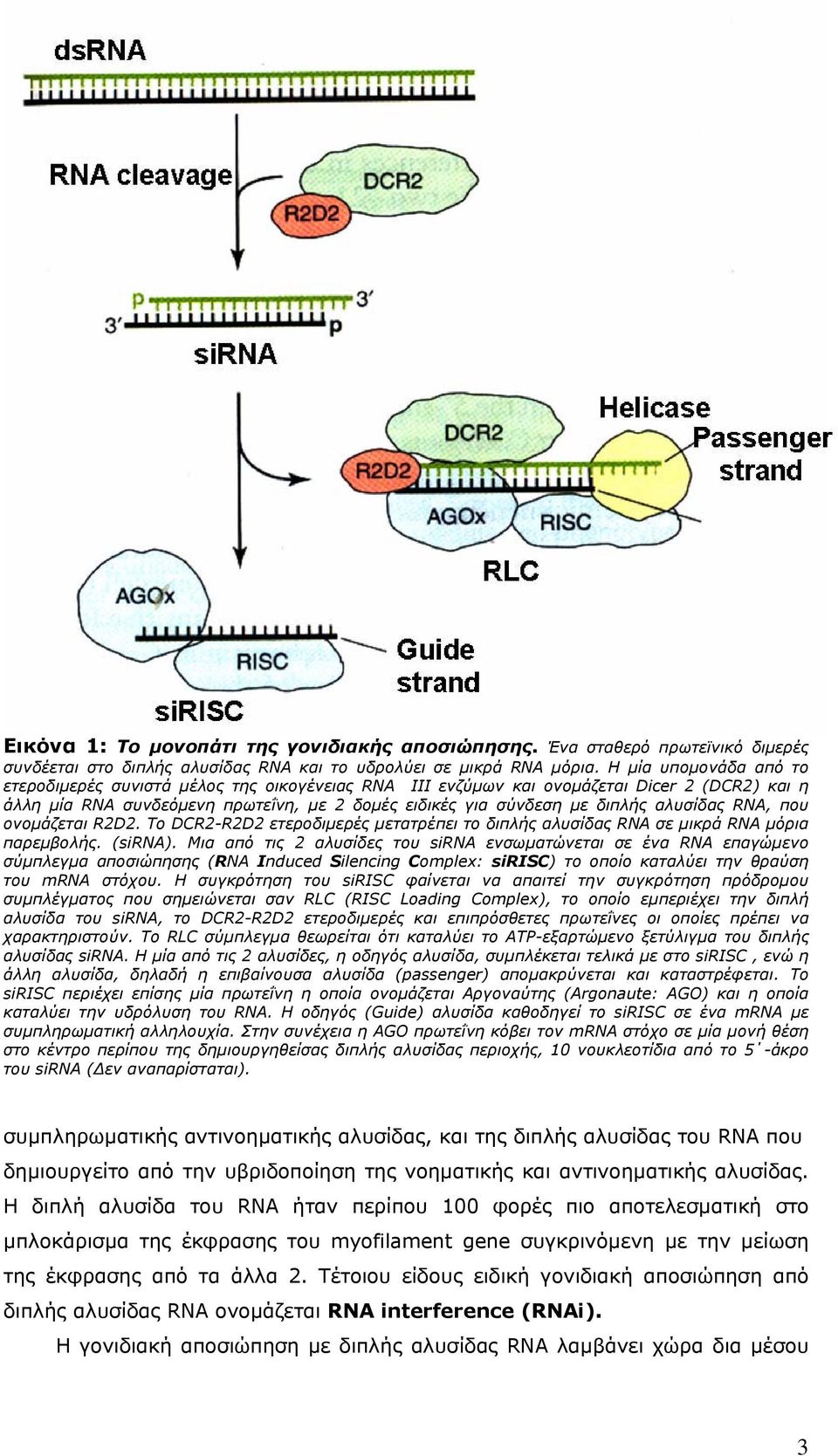 αλυσίδας RNA, που ονομάζεται R2D2. Το DCR2-R2D2 ετεροδιμερές μετατρέπει το διπλής αλυσίδας RNA σε μικρά RNA μόρια παρεμβολής. (sirna).