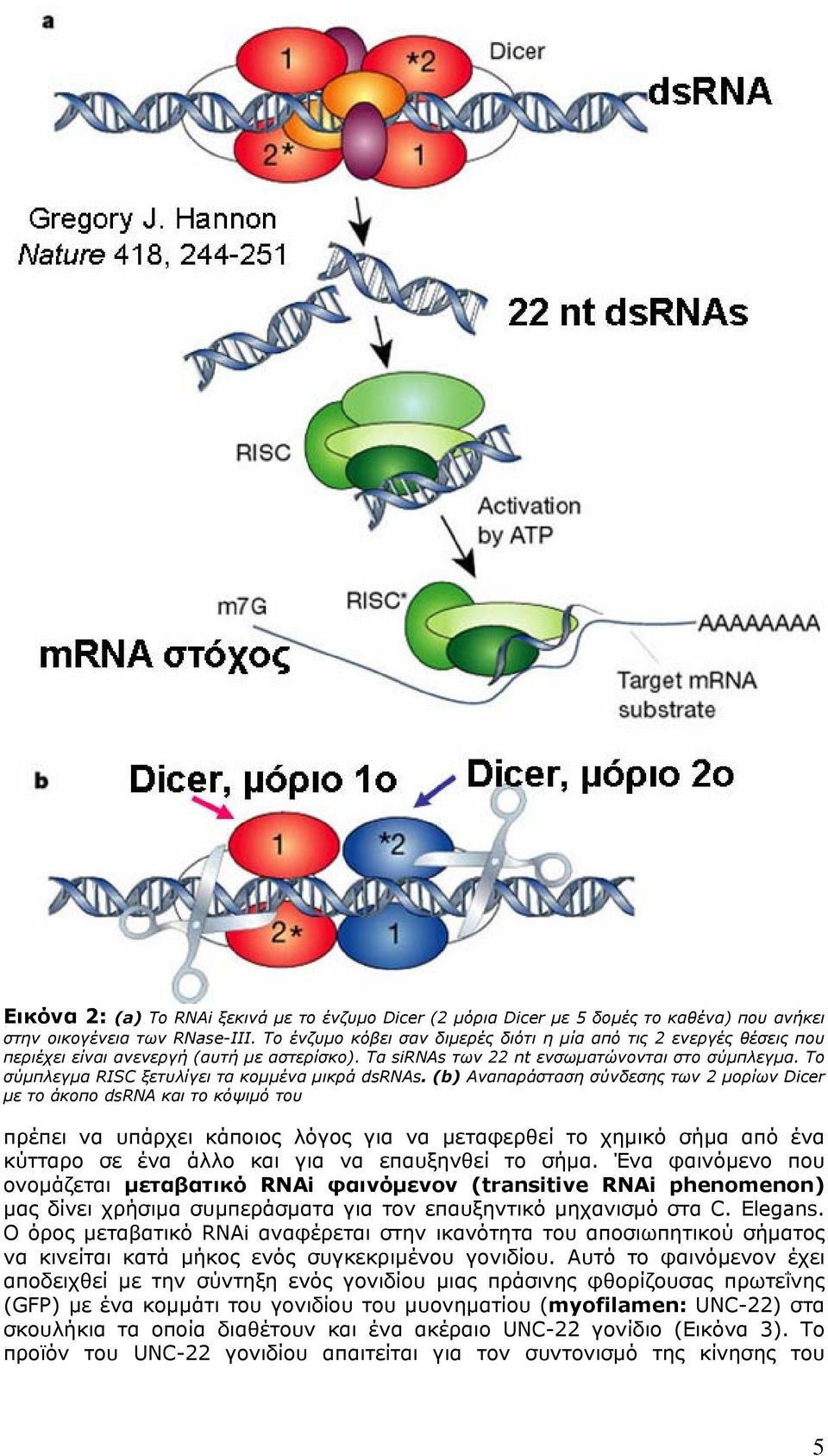 Το σύμπλεγμα RISC ξετυλίγει τα κομμένα μικρά dsrnas.