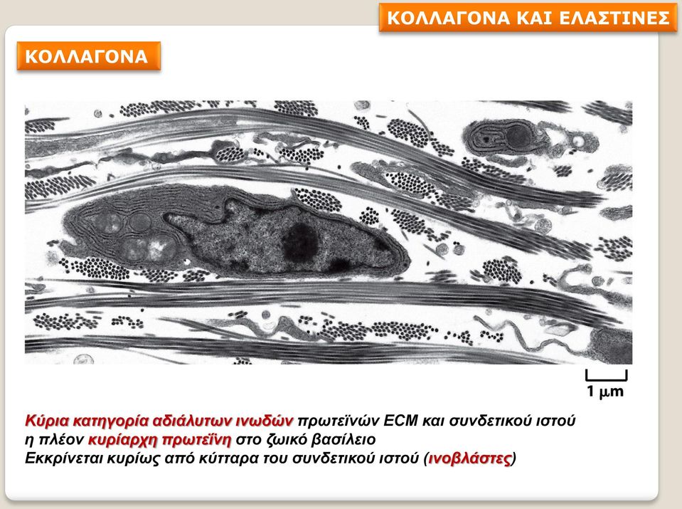 η πλέον κυρίαρχη πρωτεΐνη στο ζωικό βασίλειο