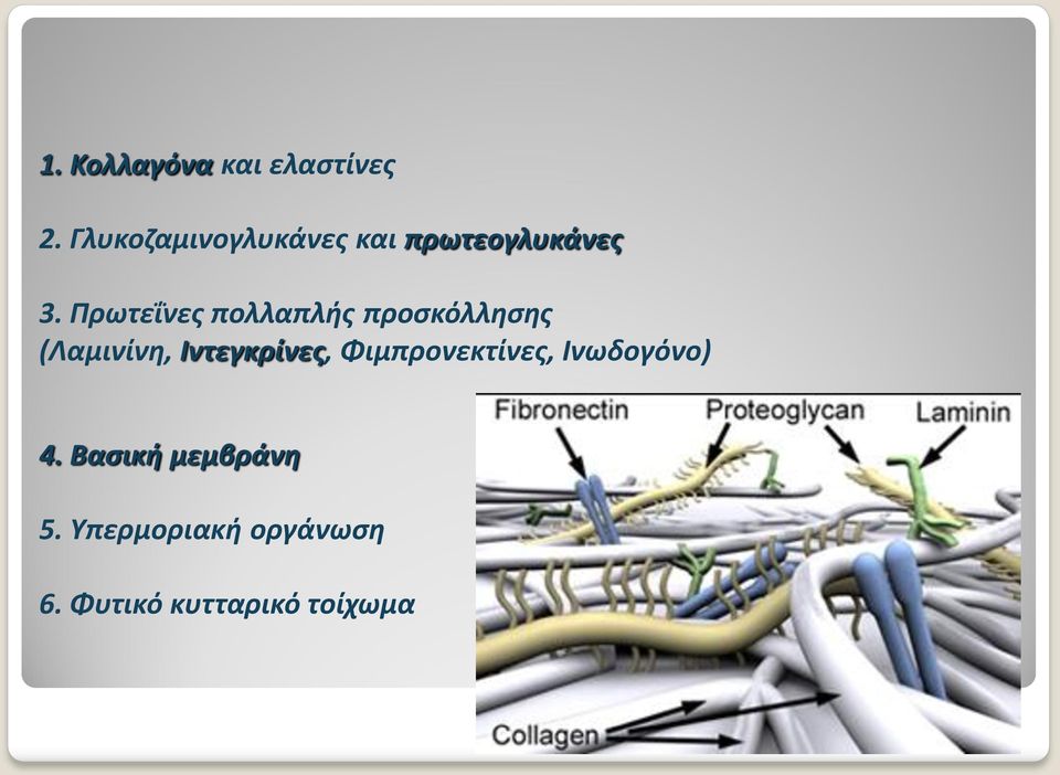 Πρωτεΐνες πολλαπλής προσκόλλησης (Λαμινίνη, Ιντεγκρίνες,