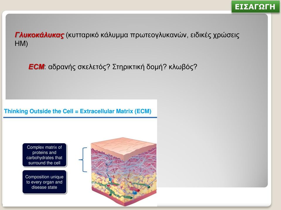 πρωτεογλυκανών, ειδικές