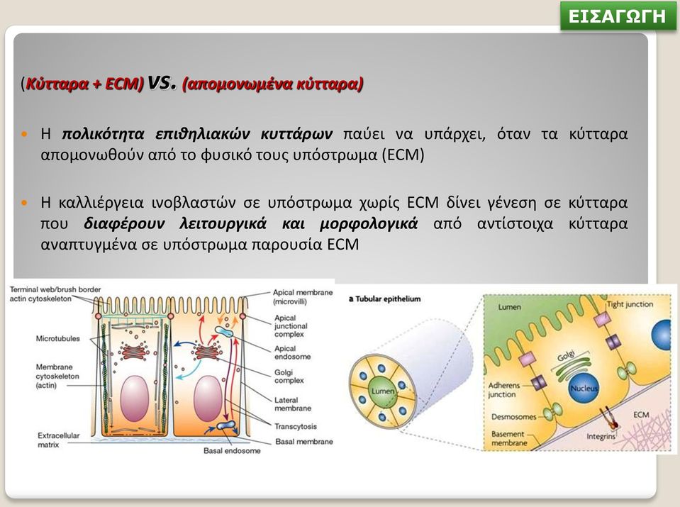 κύτταρα απομονωθούν από το φυσικό τους υπόστρωμα (ECM) Η καλλιέργεια ινοβλαστών σε