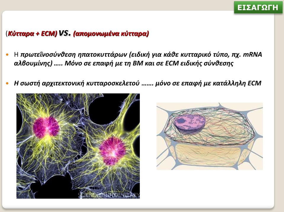 για κάθε κυτταρικό τύπο, πχ. mrna αλβουμίνης).