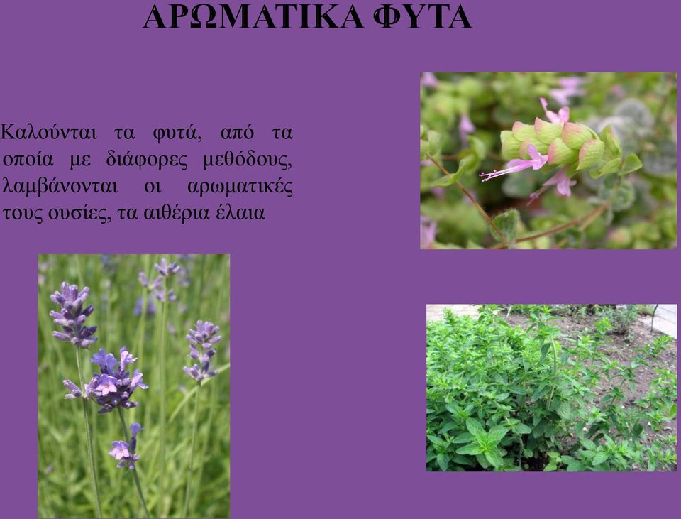 λαμβάνονται οι αρωματικές