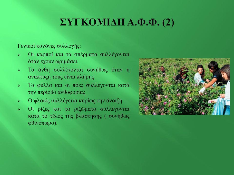 Τα άνθη συλλέγονται συνήθως όταν η ανάπτυξη τους είναι πλήρης Τα φύλλα και οι πόες