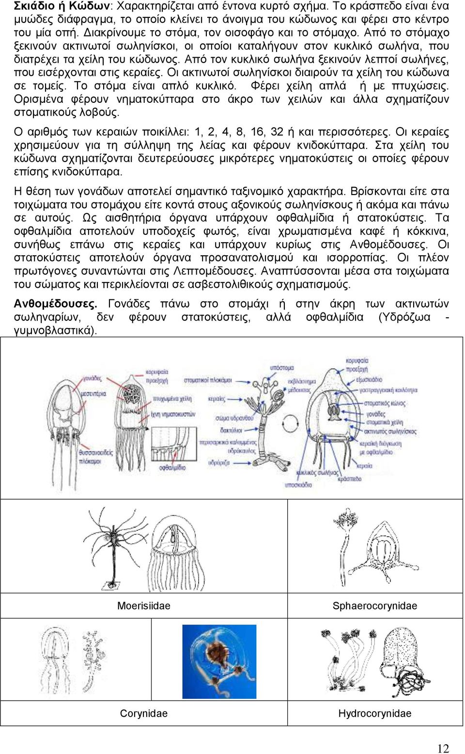 Από τον κυκλικό σωλήνα ξεκινούν λεπτοί σωλήνες, που εισέρχονται στις κεραίες. Οι ακτινωτοί σωληνίσκοι διαιρούν τα χείλη του κώδωνα σε τομείς. Το στόμα είναι απλό κυκλικό.