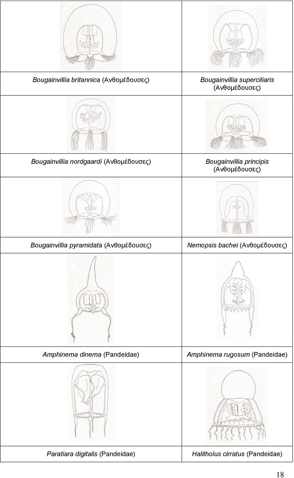 Bougainvillia pyramidata (Ανθομέδουσες) Nemopsis bachei (Ανθομέδουσες) Amphinema dinema