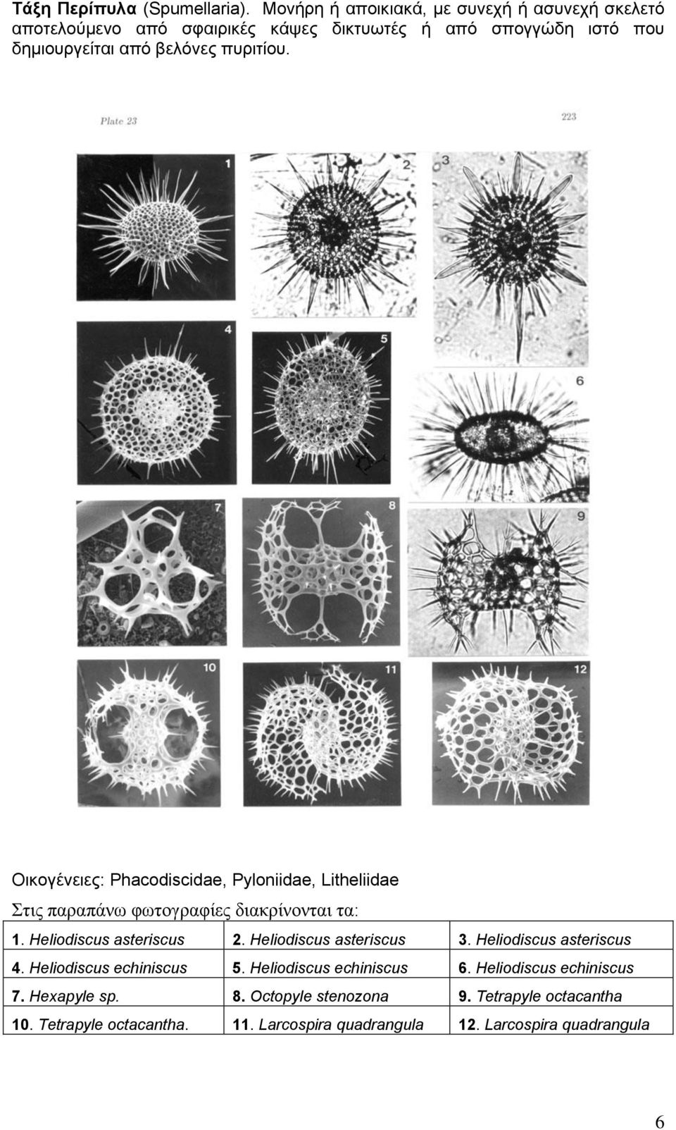 πυριτίου. Οικογένειες: Phacodiscidae, Pyloniidae, Litheliidae Στις παραπάνω φωτογραφίες διακρίνονται τα: 1. Heliodiscus asteriscus 2.