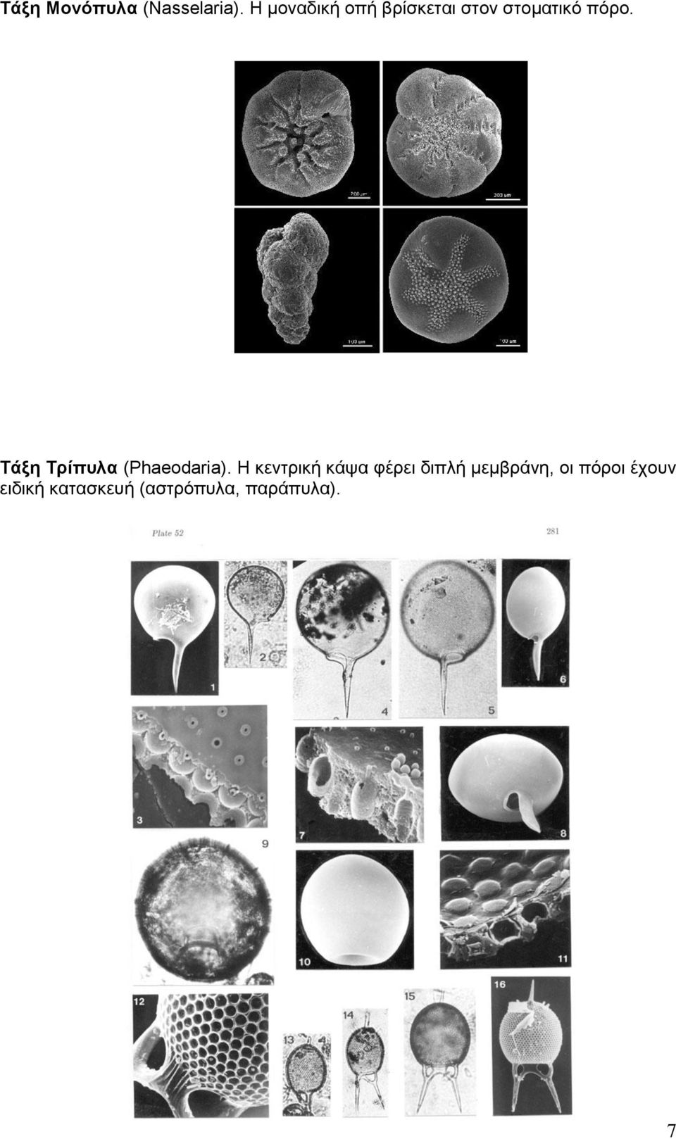 Τάξη Τρίπυλα (Phaeodaria).