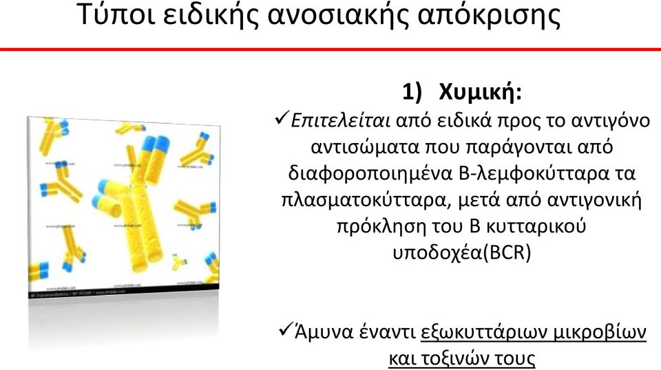 Β-λεμφοκύτταρα τα πλασματοκύτταρα, μετά από αντιγονική πρόκληση του Β