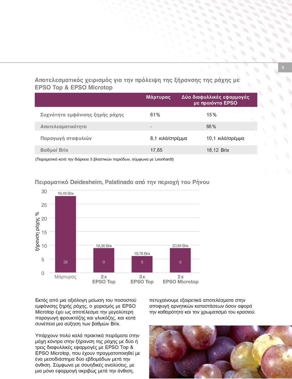 Deidesheim, Palatinado από την περιοχή του Ρήνου 30 19,46 Brix 25 ξήρανση ράχης % 20 15 10 5 28 19,36 Brix 20,64 Brix 19,76 Brix 9 6 9 0 Μάρτυρας 2x EPSO Top 3x EPSO Top 2x EPSO Microtop Εκτός από