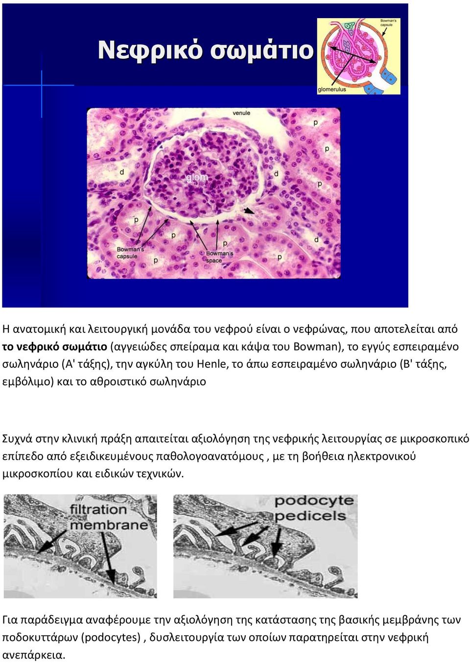 απαιτείται αξιολόγηση της νεφρικής λειτουργίας σε µικροσκοπικό επίπεδο από εξειδικευµένους παθολογοανατόµους, µε τη βοήθεια ηλεκτρονικού µικροσκοπίου και ειδικών