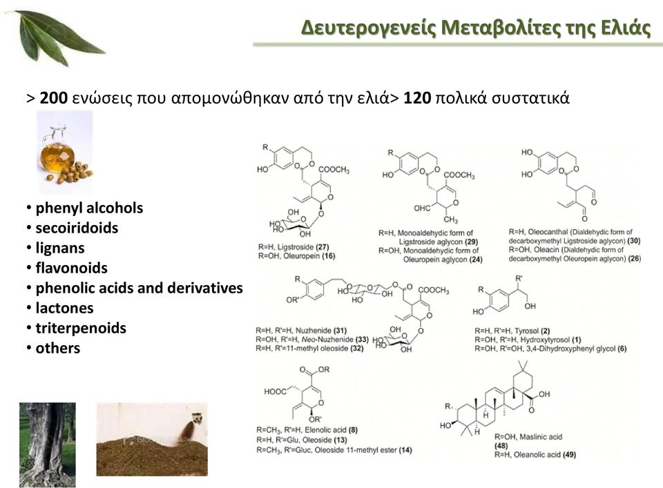 phenyl alcohols secoiridoids lignans flavonoids