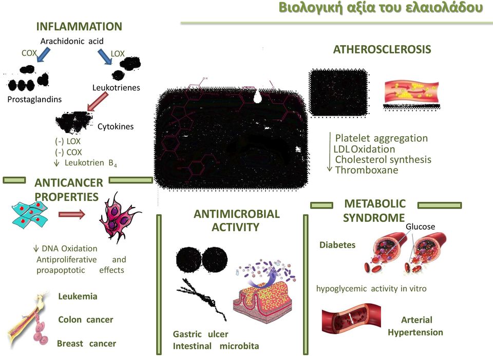 LDL xidation Cholesterol synthesis Thromboxane METABLIC SYNDRME Glucose DNA xidation Antiproliferative and proapoptotic