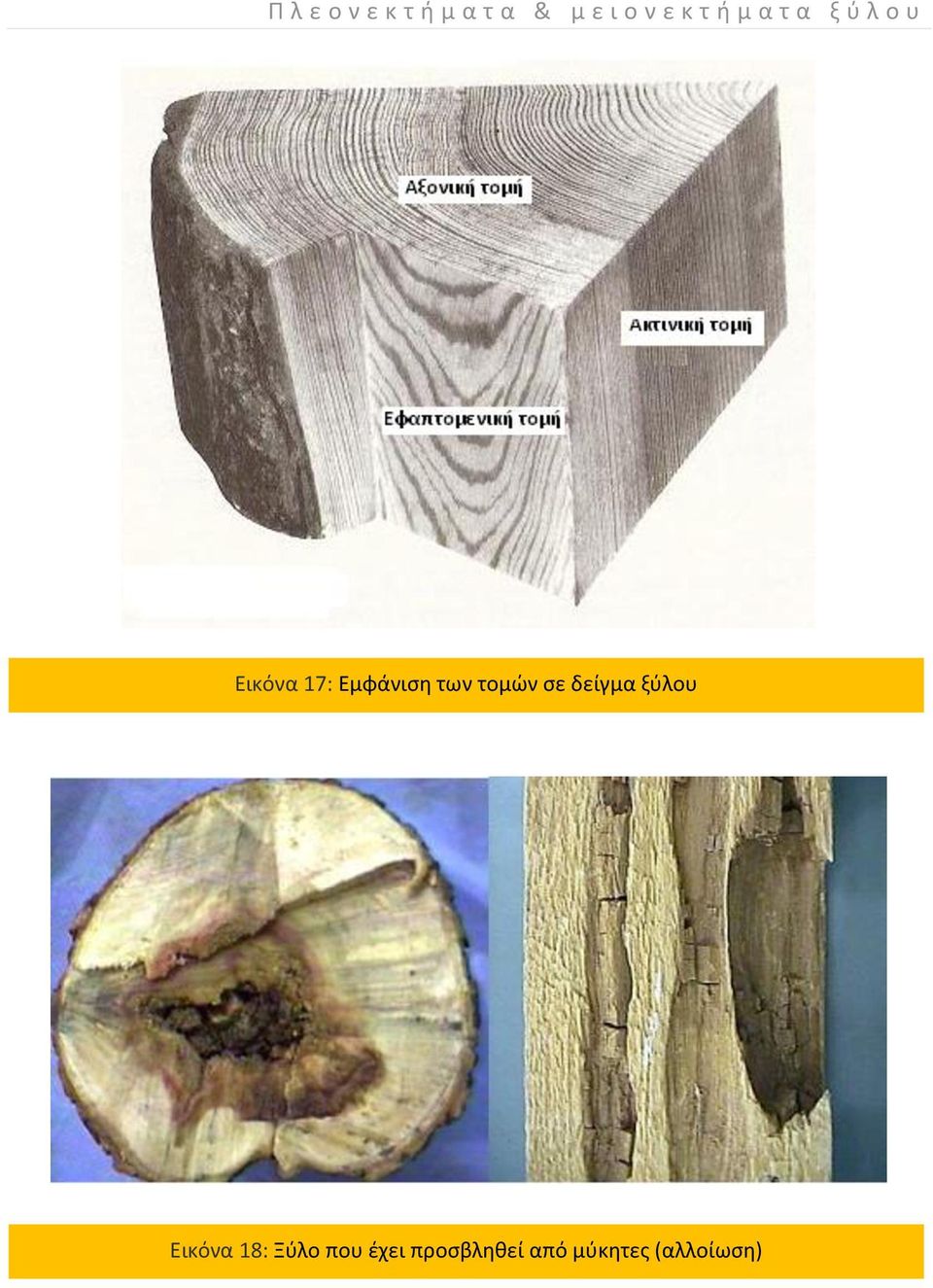 των τομών σε δείγμα ξύλου Εικόνα 18: Ξύλο