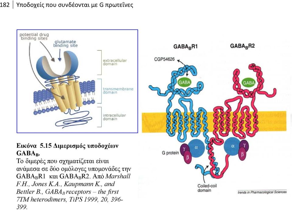 Το διμερές που σχηματίζεται είναι ανάμεσα σε δύο ομόλογες υπομονάδες την GABA