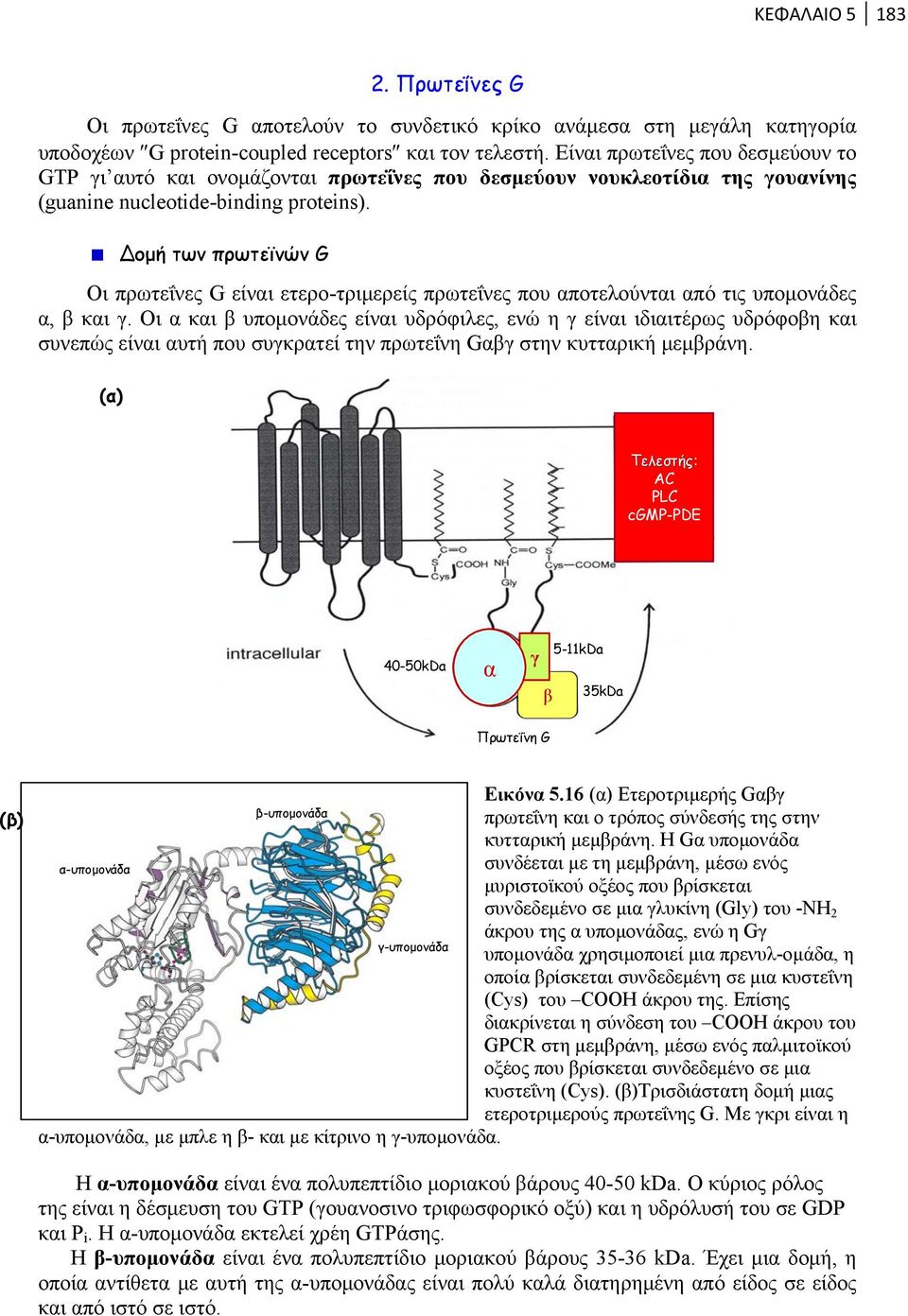 ομή των πρωτεϊνών G Οι πρωτεΐνες G είναι ετερο-τριμερείς πρωτεΐνες που αποτελούνται από τις υπομονάδες α, β και γ.