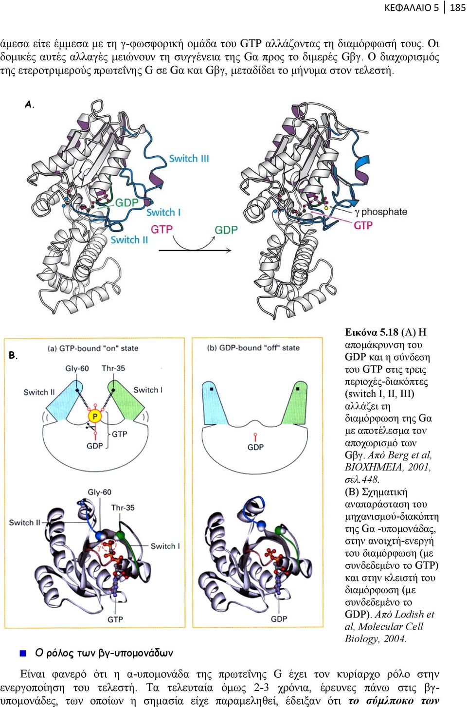 18 (Α) Η απομάκρυνση του GDP και η σύνδεση του GTP στις τρεις περιοχές-διακόπτες (switch I, II, III) αλλάζει τη διαμόρφωση της Gα με αποτέλεσμα τον αποχωρισμό των Gβγ.